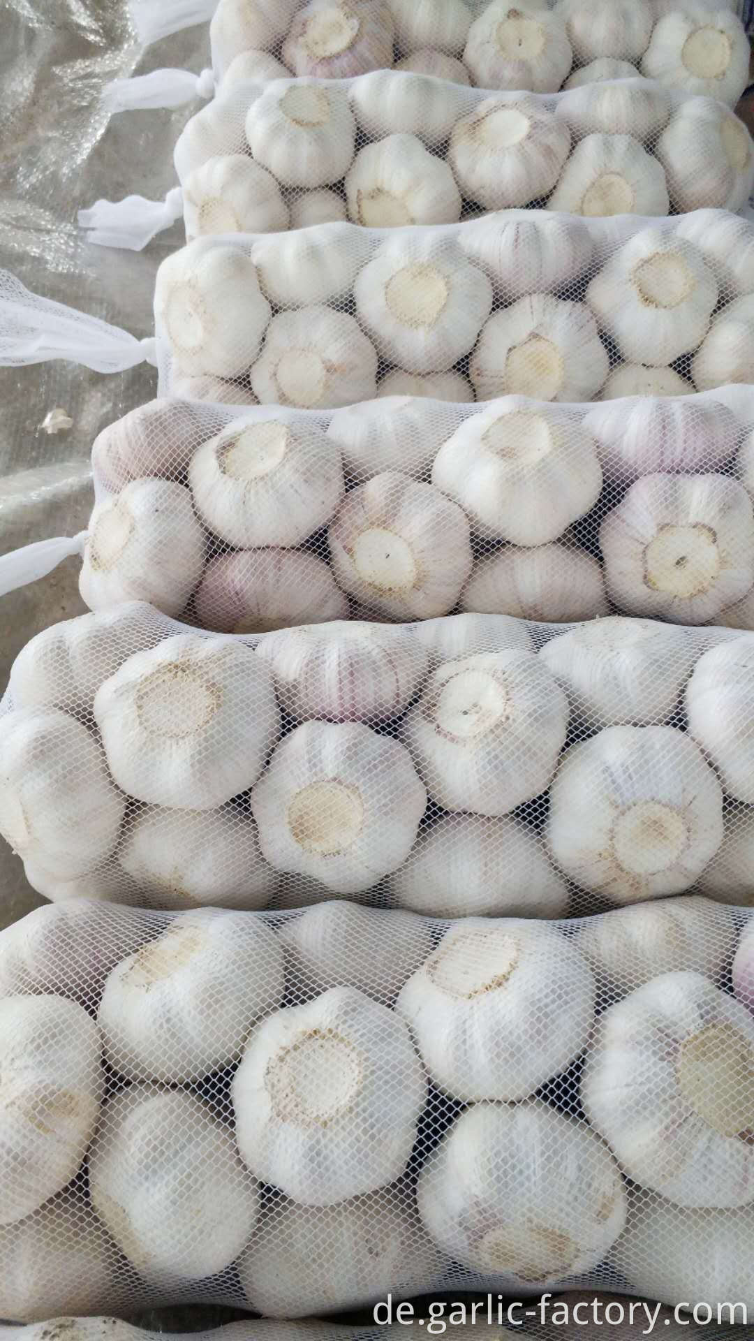 Jin Xiang New Crop Garlic Price Hot Sales